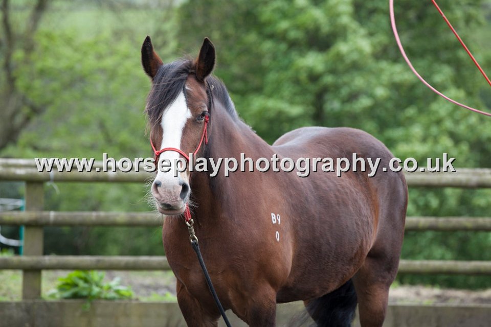 PAR-1175